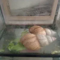 دو عد حلزون