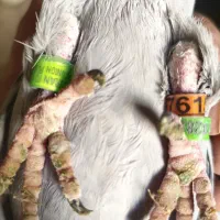 3تا پلاکی گرفتنی