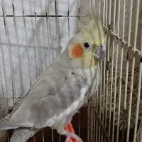 فروش عروس هلندی جفت درحال تخم‌گذاری