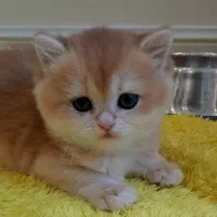 پسر کوچولوی بغلی|گربه|کرج, شهرک امام رضا (ع)|دیوار