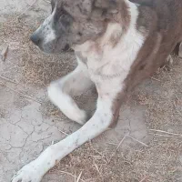 سگ ماده افغان عطیقه