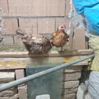 مرغ وخروس|حیوانات مزرعه|بهارستان, |دیوار