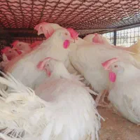 مرغ سفید تخمگذار 150 تومان