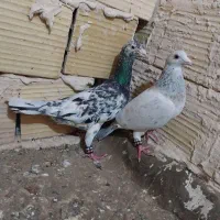 کفتر جفت نر سار هفترنگ ماده سار کاغذی عتیقه کمیاب|پرنده|تربت‌حیدریه, رضاشهر|دیوار