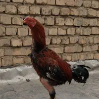 خروس لاری