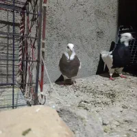 جفت طوقی کله ای نر سرته زرد نر|پرنده|خرم‌آباد, |دیوار