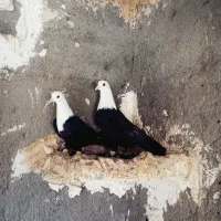 کلاغ کربلایی