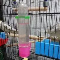 عروس|پرنده|گرگان, |دیوار