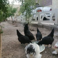 مرغ وخروس|حیوانات مزرعه|اصفهان, باغ فدک|دیوار