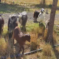 ۱۱بز جوان یکجا فروشی میباشد۵تا آبستن|حیوانات مزرعه|تبریز, |دیوار