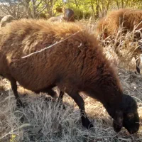 میش گوسفند|حیوانات مزرعه|زاغه, |دیوار