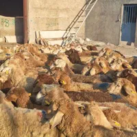 گوسفند زنده چراشده در مناطق کوهستانی و سرسبز|حیوانات مزرعه|تهران, گلستان (شهرک راه آهن)|دیوار