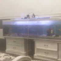 اکواریوم .ریگلایت|ماهی|بوشهر, |دیوار