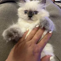 بچه گربه