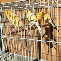 قناری پرتقالی نروماده