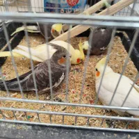 فروش شیش عددعروس باهم|پرنده|اهواز, شهرک اکباتان|دیوار