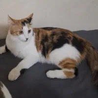 واگذاری گربه موبلند|گربه|کرج, گوهردشت|دیوار