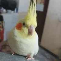 سفید اراکی و عروس هلندی|پرنده|آبپخش, |دیوار