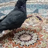 کبوتر اصفهانی|پرنده|اصفهان, ارغوانیه|دیوار