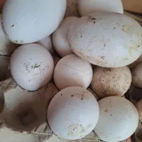 تخم غاز  برا پخت و پز