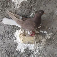 جوجه قهوه‌ای دم نر ۴بند خال سیاه چهل سانت