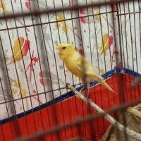 قناری ماده ککیلی