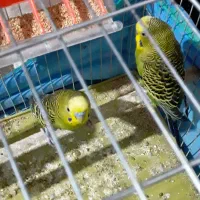 فروش دو عدد مرغ عشق فوری|پرنده|مرودشت, کوشک|دیوار