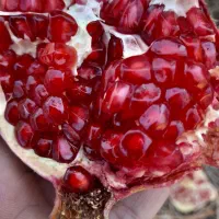 انار اشکفتو 20 تن درجه یک .بیست تن توری|عمده‌فروشی|حاجی آباد, |دیوار