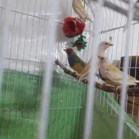 پرنده|پرنده|میاندوآب, |دیوار