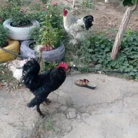 مرغ و خروس مرندی وبرهما