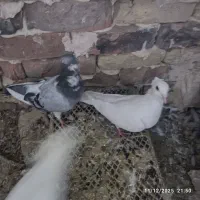 سبز و سفید جوجه سرونج زرد هردو جوجه یک اغول جفت نر|پرنده|میان جلگه, |دیوار