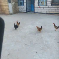 مرغ تخم گذار وخروس