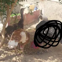 بوقلمون