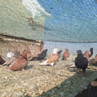 کفتر نقش سرور و شازده