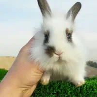 خرگوش|موش و خرگوش|ارومیه, |دیوار