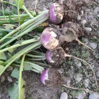 شلغم-نیم-هکتار-واقع-در-شهرک-مدنی-اندیمشک