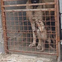 سگ سرابی|سگ|بابل, |دیوار