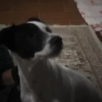 واگذاری سگ ۱ ساله|سگ|نوشهر, |دیوار