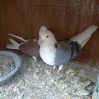 کبوتر پرشی|پرنده|ابریشم, |دیوار