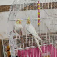 عروس هلندی نر دوتا|پرنده|شریف‌آباد, |دیوار