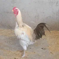 خروس|حیوانات مزرعه|نظرآباد, شهرک سید جمال الدین|دیوار