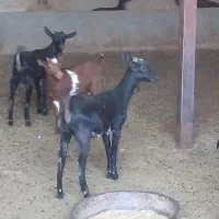 بز...|حیوانات مزرعه|تفت, |دیوار