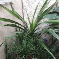 گل طبیعی شاداب و ریشه پر|گل و گیاه طبیعی|ابهر, |دیوار