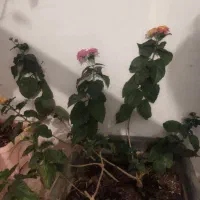 گل گل گل|گل و گیاه طبیعی|اسلام‌‌آباد غرب, |دیوار