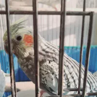 پرندە|پرنده|قروه, |دیوار