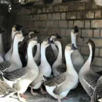 فروش غاز