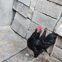 تخم مرغ نطفه دار گلین ریشی|حیوانات مزرعه|بهبهان, |دیوار