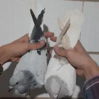 چند جفت شهری و دم سفید کلکسیونی|پرنده|برازجان, |دیوار