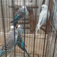 ۹ عدد مرغ عشق مولد و جوجه