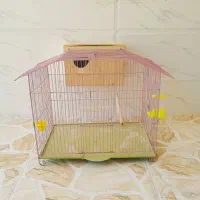 دو عدد قفس عروس هلندی بالونه